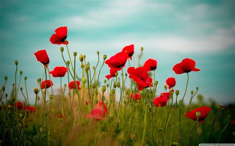 Poppy Desktop Wallpapers - Top Free Poppy Desktop Backgrounds ...