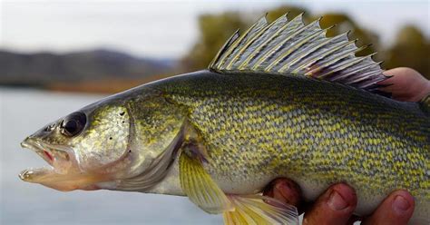 How to Catch Walleye in Rivers | MeatEater Fishing