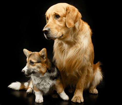 Golden Retriever Corgi Mix - Breed Guide & Top Facts - Animal Corner