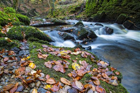 Autumn Forest With Stream Free Stock Photo - Public Domain Pictures