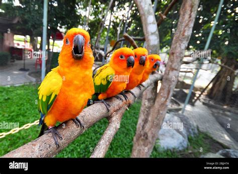 The Sun Parakeet or Sun Conure is a medium-sized brightly colored ...