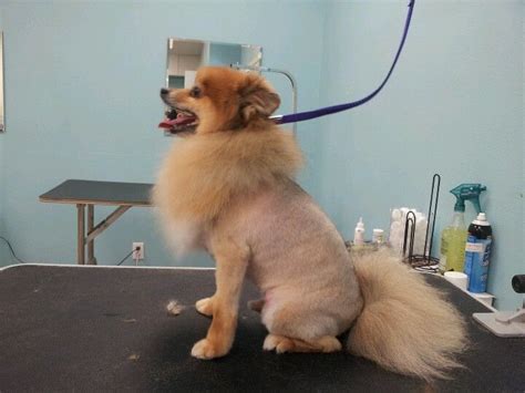 Lion cut Pomeranian Pomeranian Haircut, Louie, Dog Grooming, Corgi ...