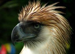 The Philippine Eagle