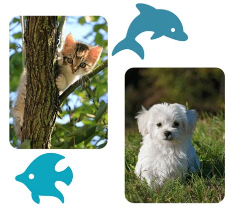 About Bay Animal And Aquatic Hospital | Vet In Saint Petersburg, FL 33710