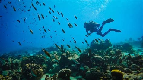 The Complete Guide to Scuba Diving in Bonaire (Caribbean)