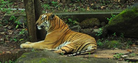 Wildlife sanctuaries in Goa