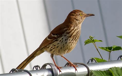 Brown Thrasher Free Stock Photo - Public Domain Pictures