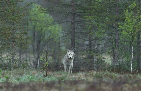 From Tundra to Forest: The Astonishing Adaptability of Wolves Worldwide