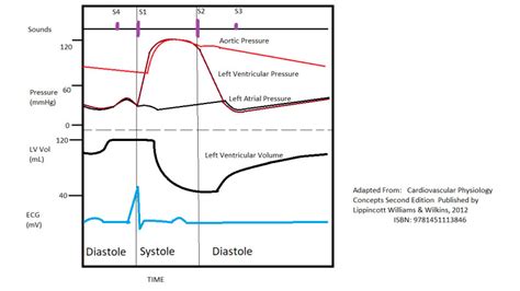 [Figure, Wiggers Diagram. Wiggers diagram, including...] - StatPearls - NCBI Bookshelf