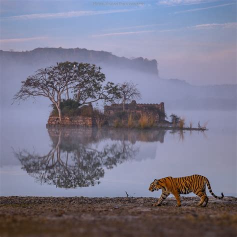 Learn the Story of Epic Photo of a Tiger at Ranthambore National Park