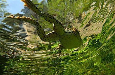 Swimming frog | Underwater photography, Nature photography, Photo ...