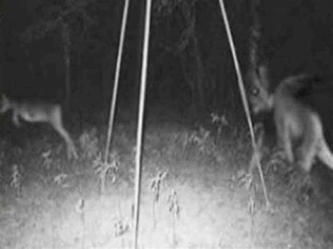 14 Creepiest Things Ever Found In The Woods...Caught On Camera | ThatViralFeed