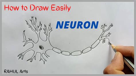 This video explains How to draw Diagram Of Nerve Tissue science biology in easy steps and ...