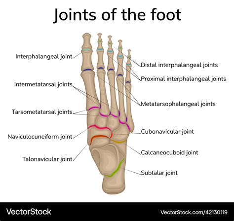 Joints of the foot Royalty Free Vector Image - VectorStock