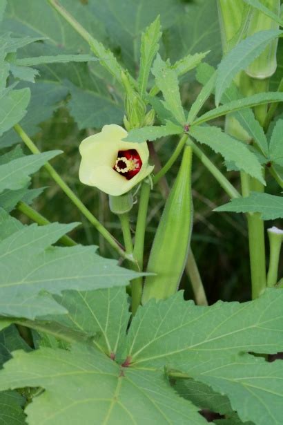 Okra Pod And Bloom Free Stock Photo - Public Domain Pictures