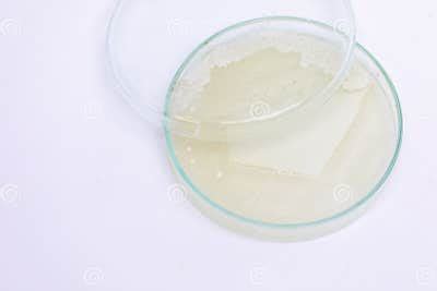 Colony Characteristics of Yeast in Petri Dish. Stock Image - Image of ...