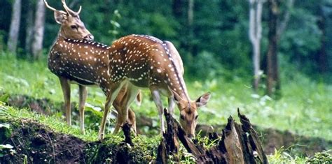 Best WildLife Sancturies In Goa For All Animal Lovers