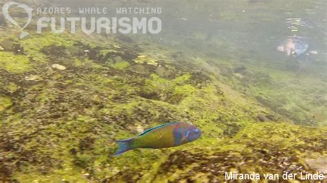 Azores whale watching Futurismo: Full Day Tour photos from Vila Franca Islet