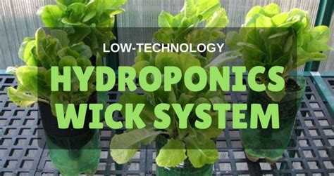 Low-Technology Hydroponics Wick System for Beginners 2018