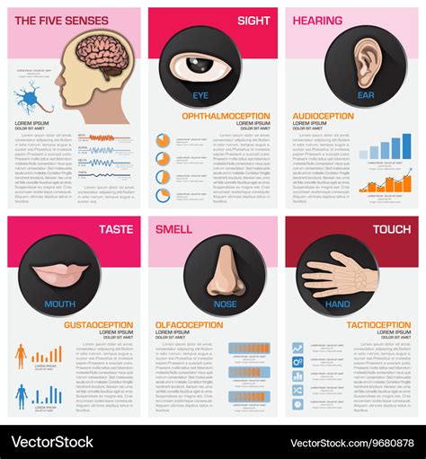 Five senses chart diagram infographic Royalty Free Vector