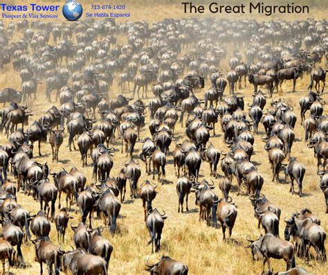 Witness the Breathtaking Great Migration in Kenya – Texas Tower 24 Hour ...