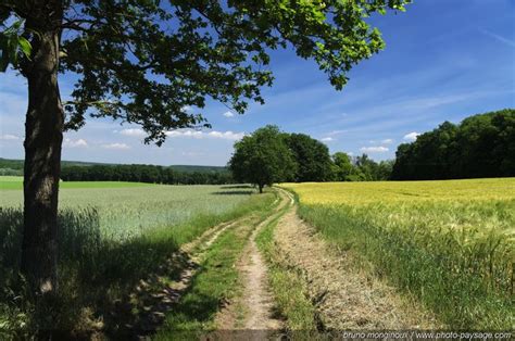 Les plus belles photos de nature - Un arbre au bord d'un chemin de campagne. - PHOTO-PAYSAGE.COM ...