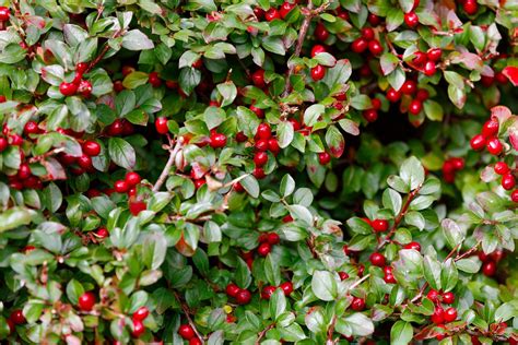 Wintergreen (Gaultheria procumbens) – Natural Alchemy