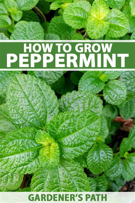 How to Grow and Care for Peppermint Plants | Gardener’s Path