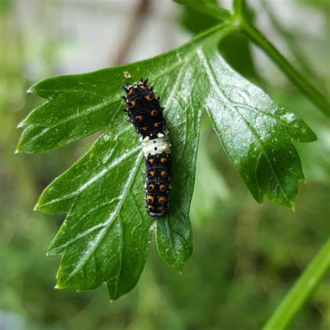 Eastern Black Swallowtail Caterpillar | Project Noah