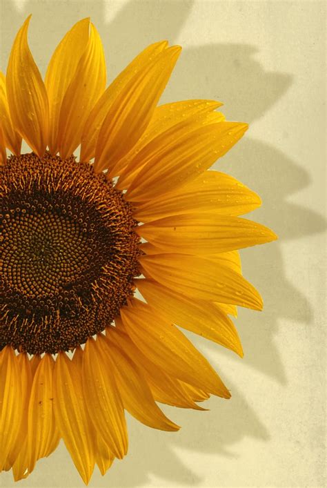 Sunflower in yellow background poster - Artdesign