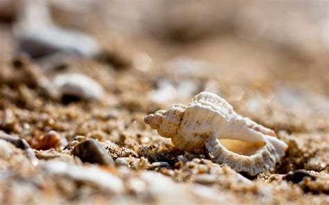 Free download Sea Shells Wallpapers [2560x1600] for your Desktop, Mobile & Tablet | Explore 56 ...