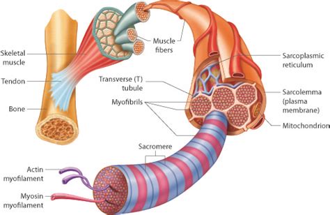 What are myofilaments? | Socratic