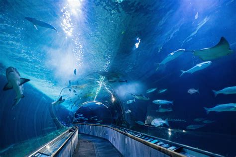 Top Aquariums to Visit - Sunset Magazine