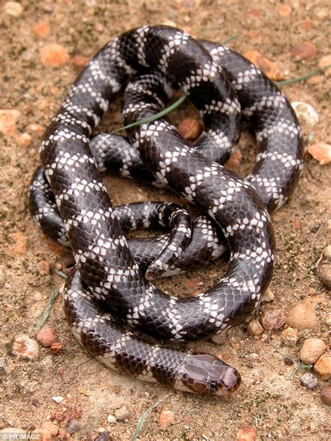 New breed of extremely venomous snake called the bandy-bandy is discovered by accident in ...