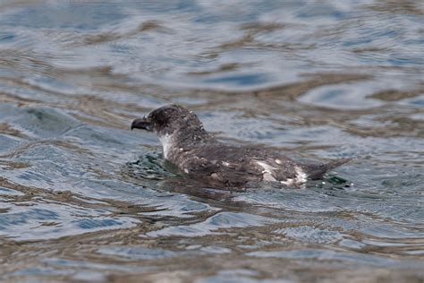 Peruvian Diving Petrel Pelecanoides garnotii