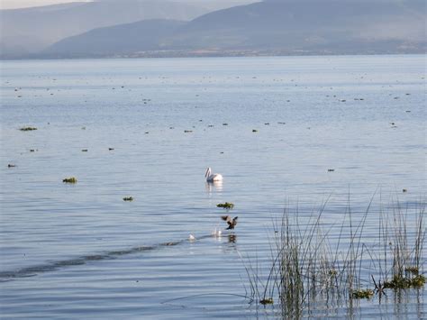 Waterfowl at Lago de Chapala | Smithsonian Photo Contest | Smithsonian Magazine