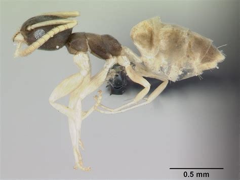 Ghost Ant, Tapinoma melanocephalum - Urban and Structural Entomology Program at Texas A&M University