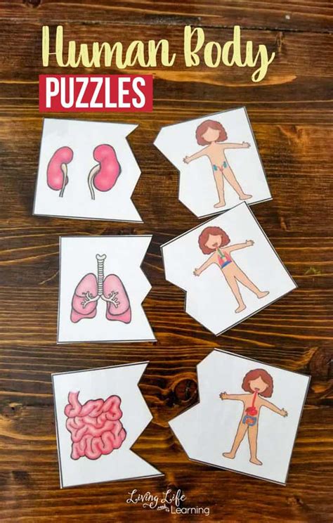 Human Body Puzzles - Homeschool Printables for Free