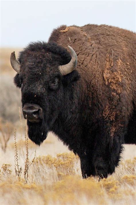 Bison | Wildlife | Great Salt Lake Ecosystem Program