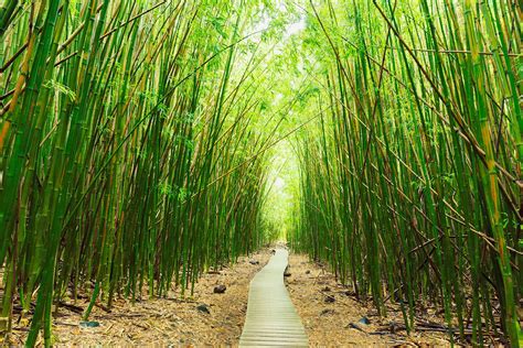 Bamboo Grove Photo: Bamboo Forest Maui