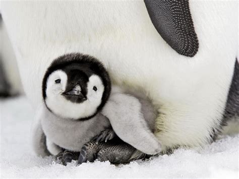 Cute Baby Penguin HD desktop wallpaper : Widescreen : High Definition ...