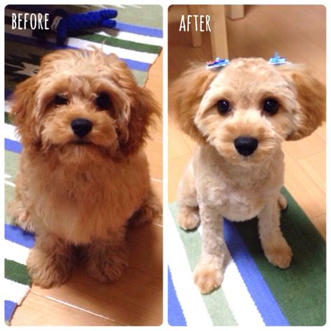 cavapoo haircuts - Google Search | Dog haircuts, Puppy grooming, Cockapoo grooming