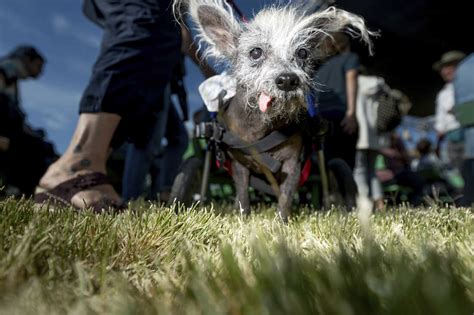 Scooter is named 'world's ugliest dog' of 2023 : NPR