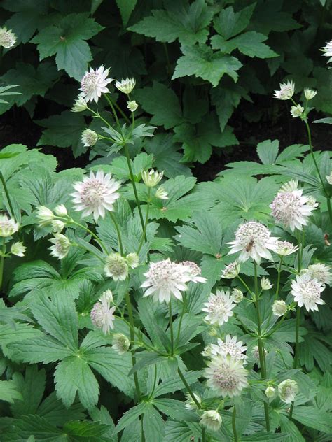 Masterwort - Wikipedia | Astrantia major, Astrantia, Landscape design