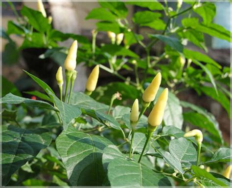 Kanthari Chilli (White) / Kanthari Mulaku - (Pack of 20 Seeds) - GardenHunt