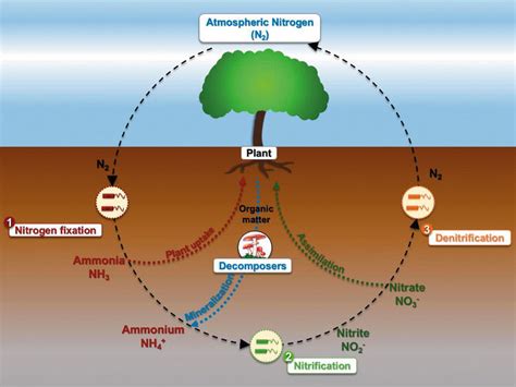 The Hidden Face of Nitrogen Oxides Species: From Toxic Effects to Potential Cure? | IntechOpen