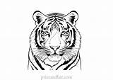 Free Tiger Coloring Page For Kids  Printable Sheet sketch template