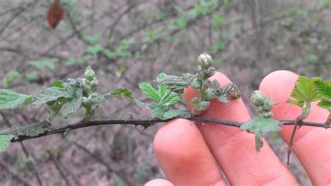 Difference between dewberries and blackberries - YouTube