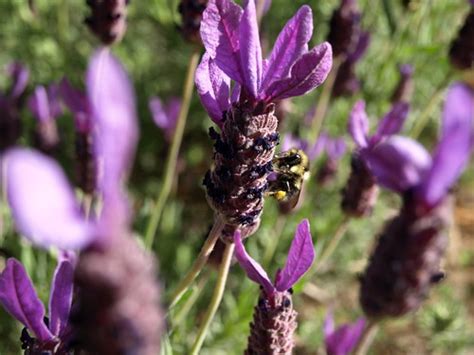 Busy Bees | food|forest|garden