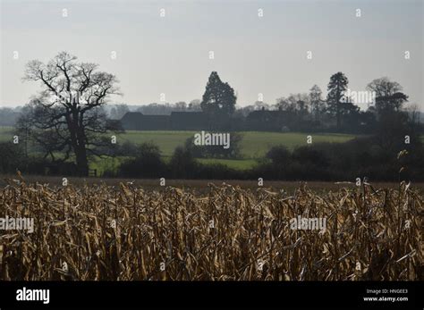 Crop crops dead dry hi-res stock photography and images - Alamy